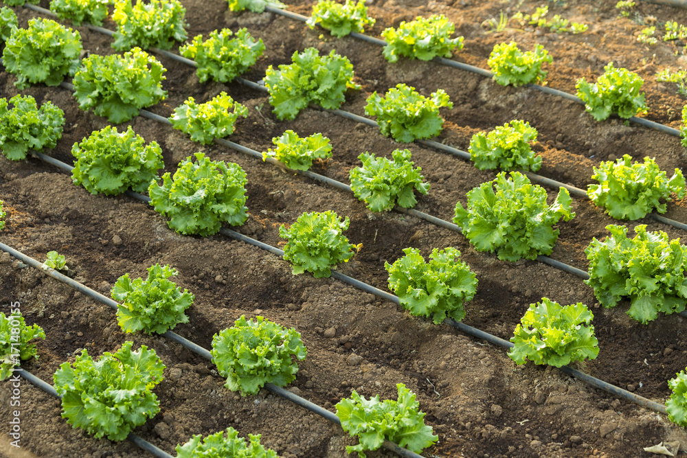 lettuce row diagonal cultivation