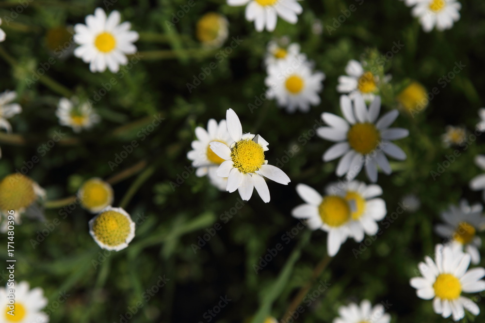 Obraz premium Spring Flowers in Greece, year 2017