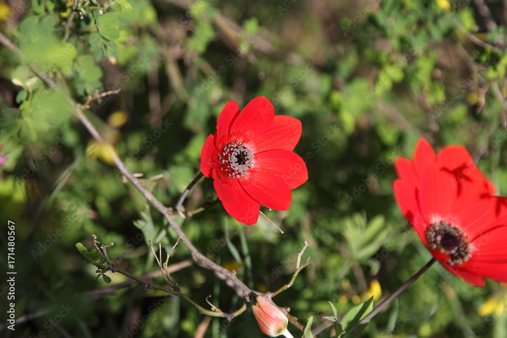 Spring Flowers in Greece, year 2017 Spring Flowers in Greece, year 2017