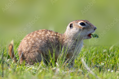 Close up portrait of ground squirrel on blurred background