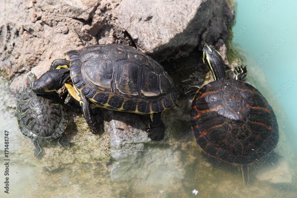 Fototapeta premium Turtle in Greece, 2017