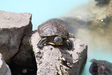 Turtle in Greece, 2017