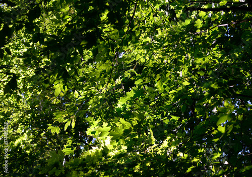 Green maple leaves at summer. © konstan