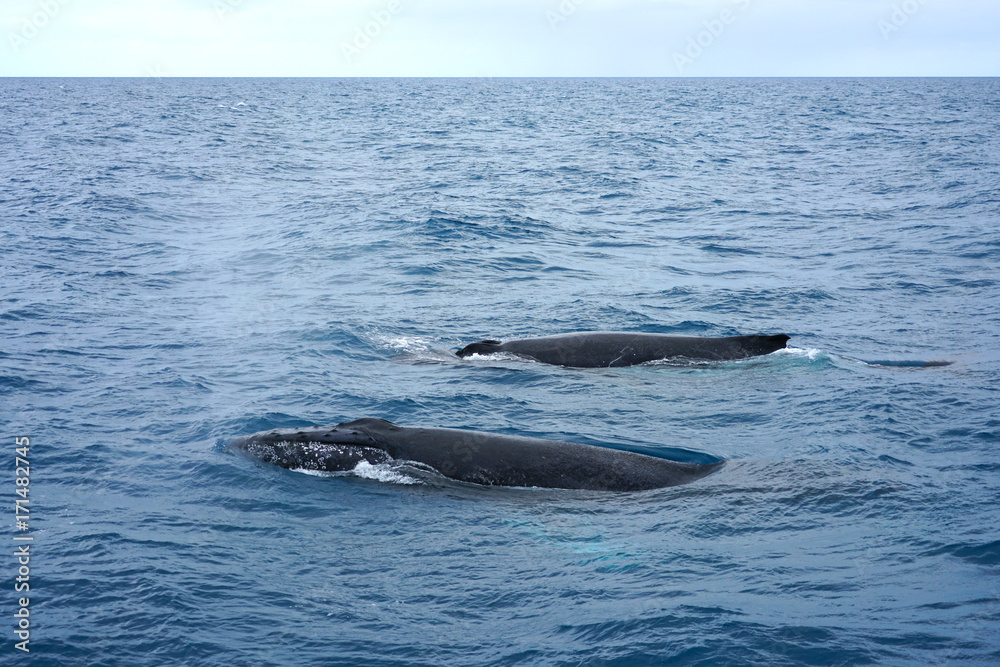 Fototapeta premium Watching two whales in the Great Barrier Reef, Coral Sea, Australia