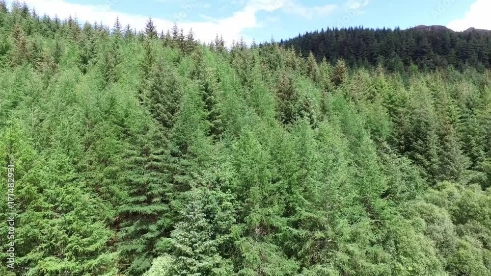 Aerial of a forest in Argyll