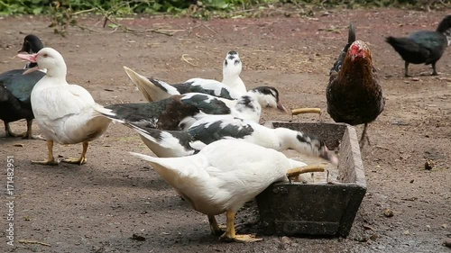 Ducks and chicken feeding at the farm photo