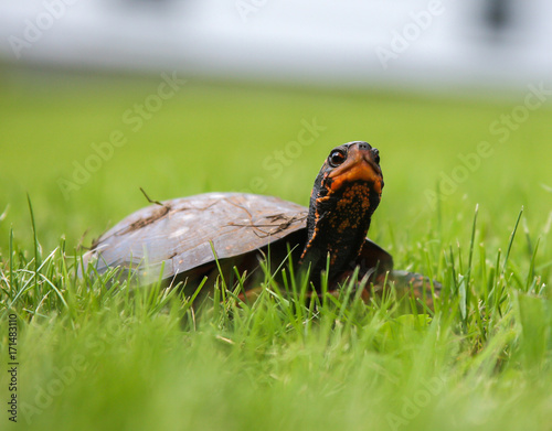 spotted turtle photo