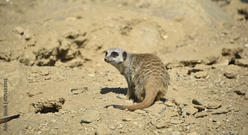 Fototapeta premium Suricate