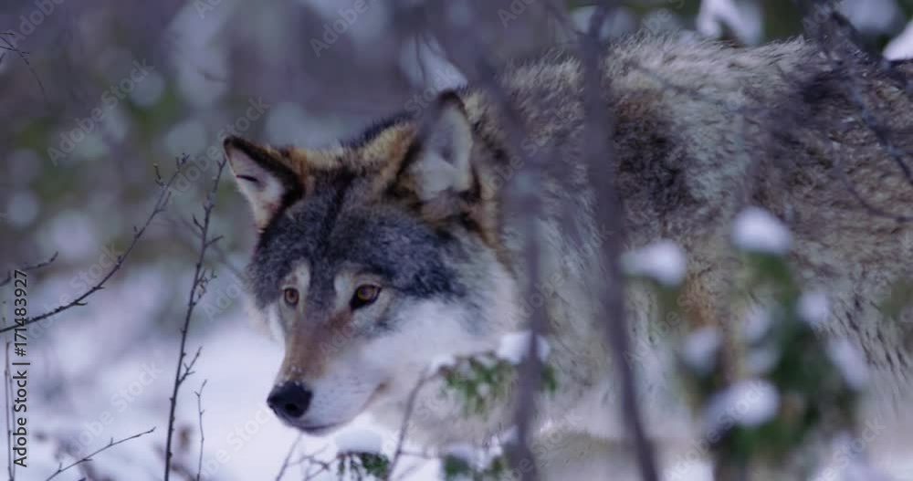 Magnificent wolf at a distance passing by in beautiful winter forest Magnificent wolf at a distance passing by in beautiful winter forest
