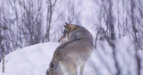 One wolf running in forest