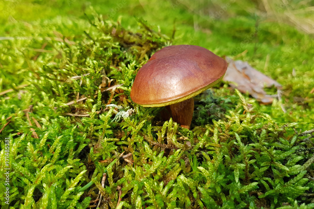 Boletus badius mushroom in the forest Boletus badius mushroom in the forest