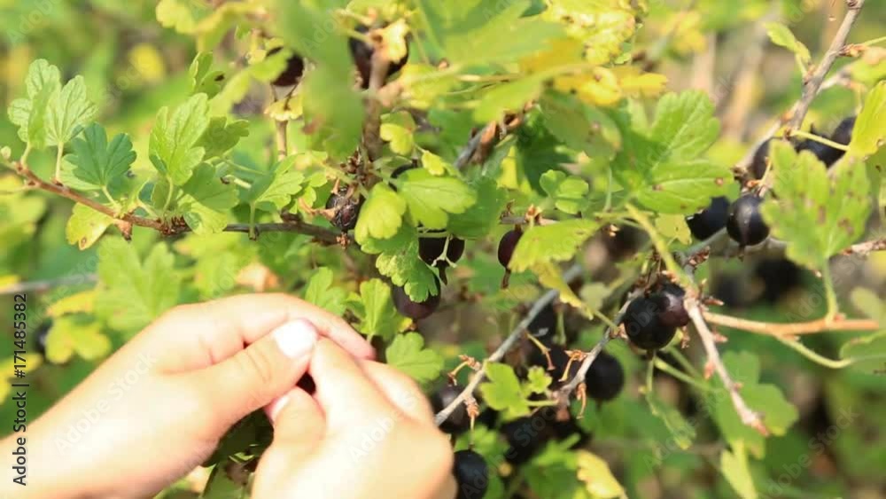 Child picking gooseberries from the bush Child picking gooseberries from the bush