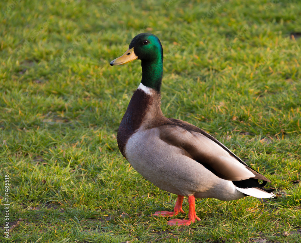 A male mallard duck proudly walks across the grass of Blackheath, Greenwich, London, England as the sun sets A male mallard duck proudly walks across the grass of Blackheath, Greenwich, London, England as the sun sets