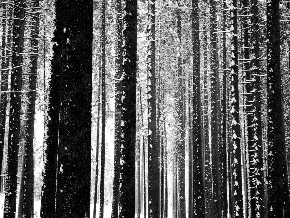 wald wald