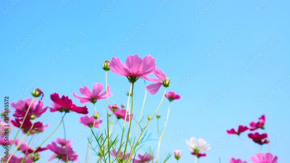 colorful cosmos flowers swaying in the heavy wind