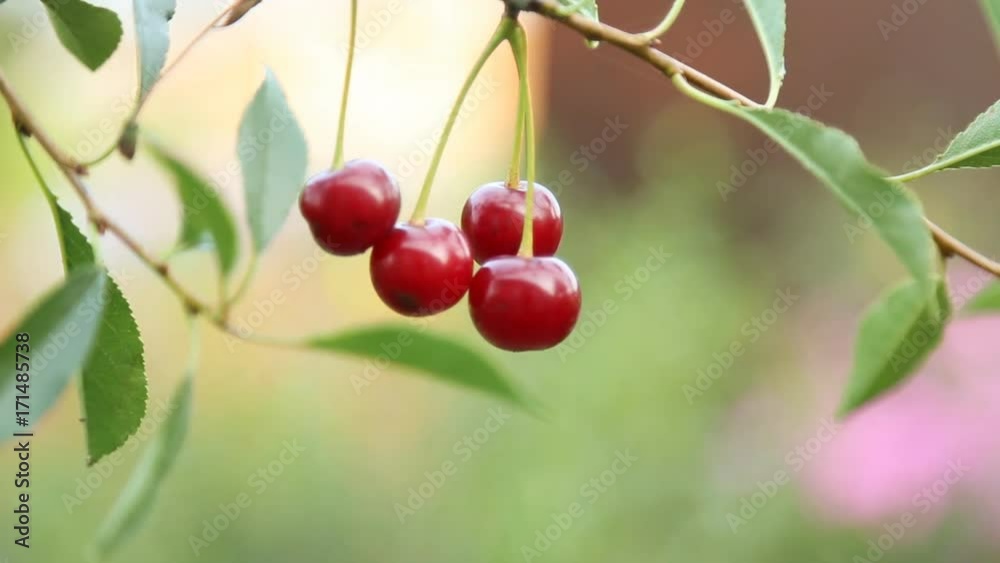 Cherry branch in garden