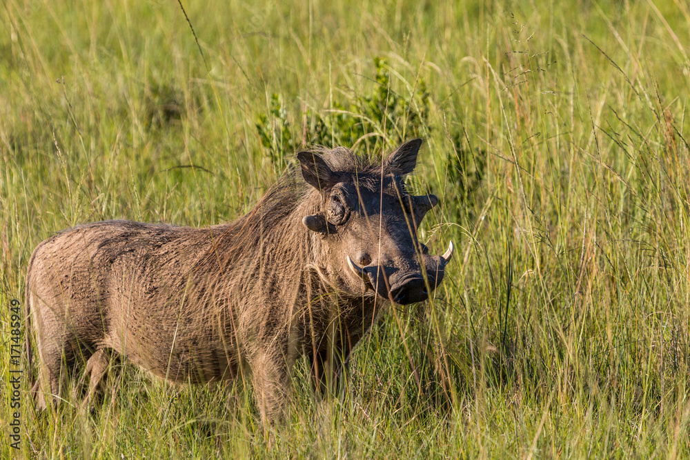 A large warthog stands in the long grass in the Eastern Cape Game reserves of South Africa on a sunny day, protecting its territory. It appears to be smiling, but the tusks say otherwise. A large warthog stands in the long grass in the Eastern Cape Game reserves of South Africa on a sunny day, protecting its territory. It appears to be smiling, but the tusks say otherwise.
