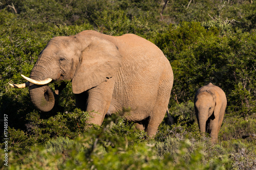 A mother and baby elephant graze in the lush green bush of a South Africa Eastern Cape game reserve. The mother has large tusks  the baby is yet to grow any.