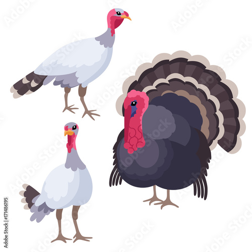 Turkeys on white background / There are three turkeys in cartoon style
