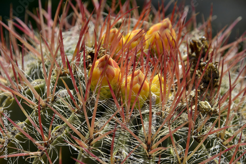 Cactus Féroce, Ferocactus pilosus photo