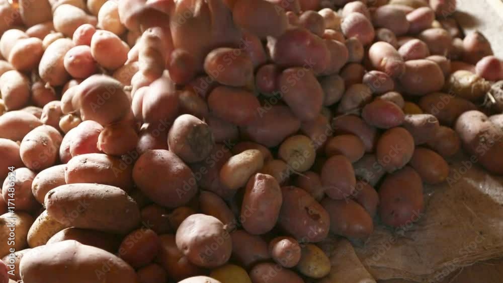 Heaping potatoes into pile