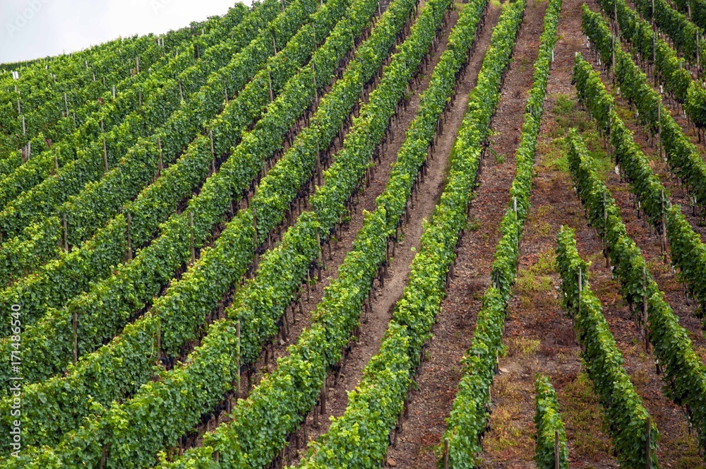 Weinberg 