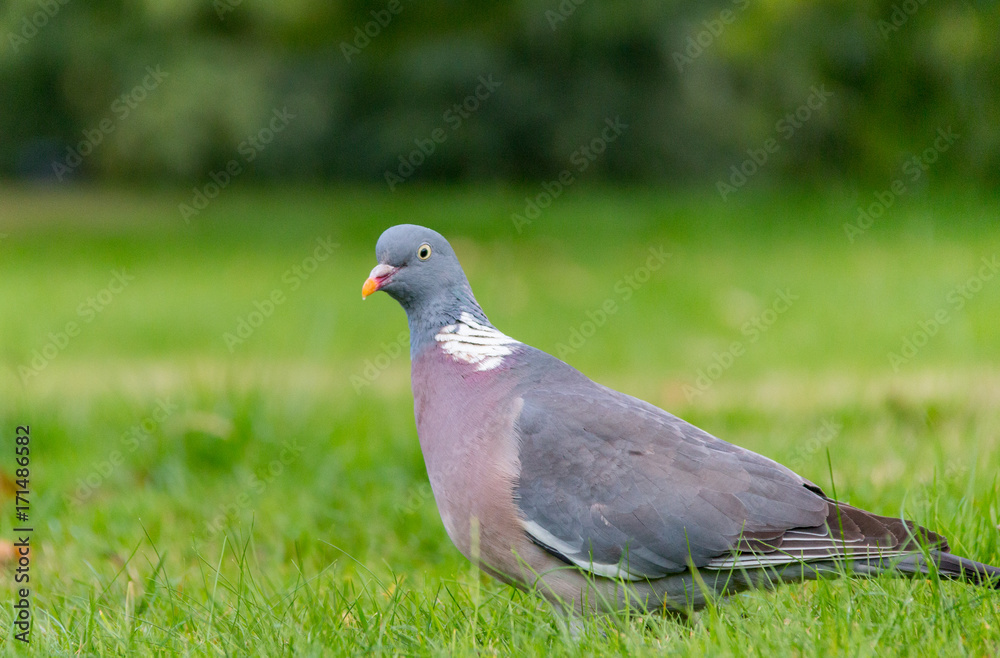 A common wood pigeon walks across the grass in Greenwich Park, London, England A common wood pigeon walks across the grass in Greenwich Park, London, England