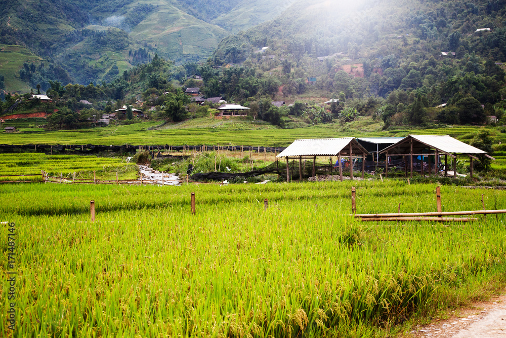 green rice fields in Ta Phin village, Sa Pa, Vietnam