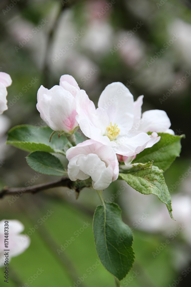 Blossom apple tree in spring, Holland