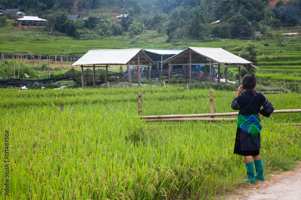 SA PA, VIETNAM - AUGUST 2017: green rice fields in Ta Phin village, Sa Pa, Vietnam