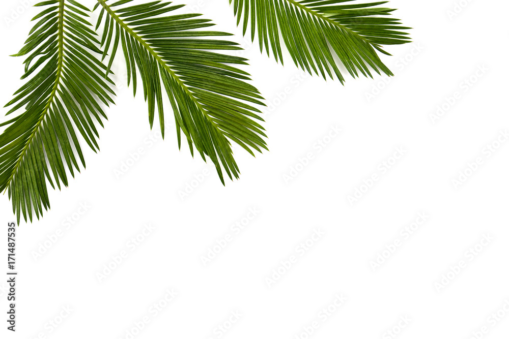 Obraz premium Tropical leaf palm tree Cycas revoluta (Sotetsu, sago palm, king sago, sago cycad, Japanese sago palm) on a white background. Top view, flat lay.