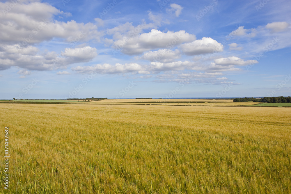 yorkshire wolds barley crop