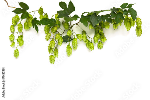 Twig of hop bines (Humulus) with hop cones on a white background with space for text