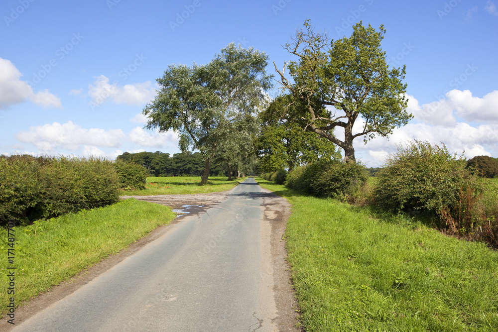 country road and old trees