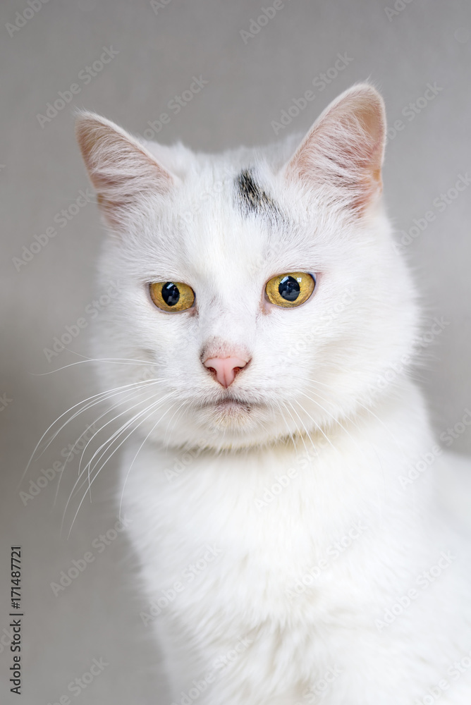 portrait of a white domestic cat