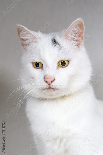 portrait of a white domestic cat