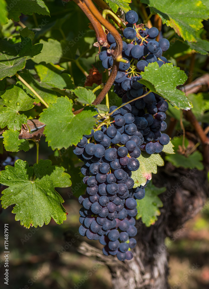 Ripe Grapes in the Vineyard 