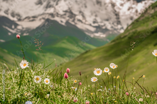 Beautiful mountain flowers in the background of high mountains