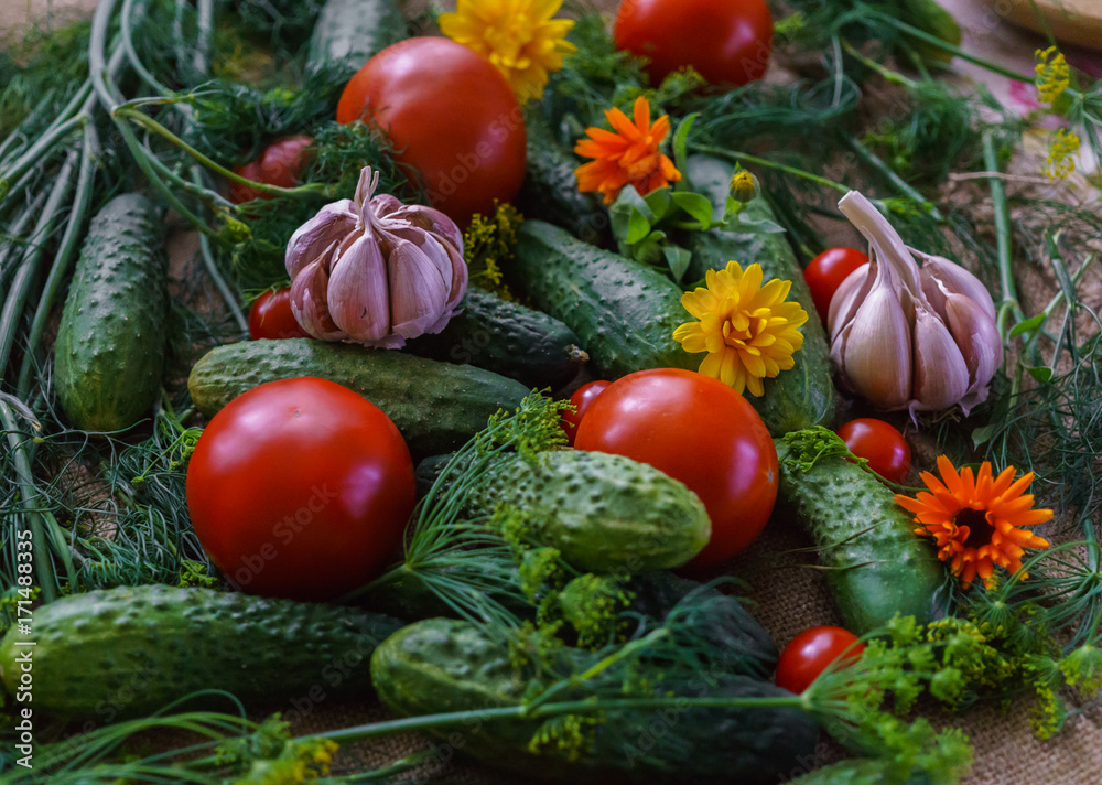 organic vegetables.a set of beet cucumbers, dill, garlic and tomato. organic vegetables.a set of beet cucumbers, dill, garlic and tomato.