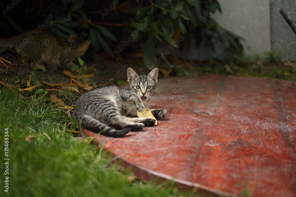 Obraz premium Cats playing outdoors
