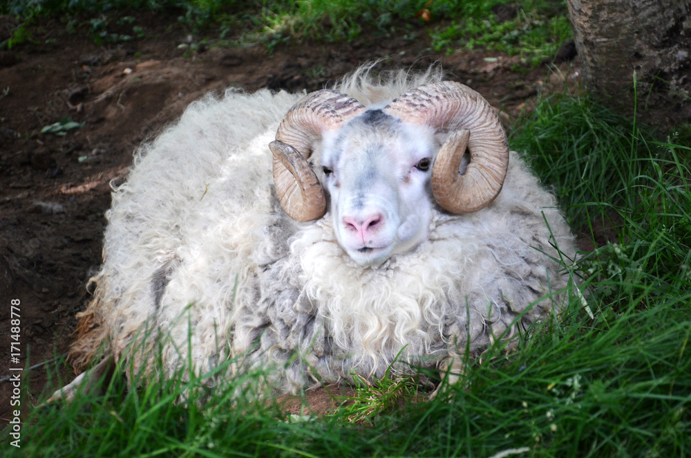 Obraz premium Old ram from Iceland