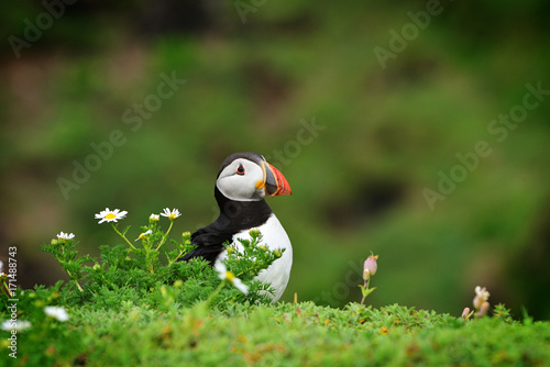 Irish Puffins 