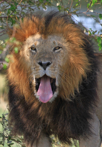 Full frame of a handsome male lion with mouth open yawning