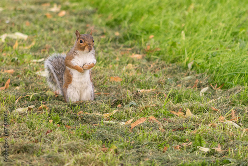 Eye contact with single adorable grey squirrel in a park. © wael