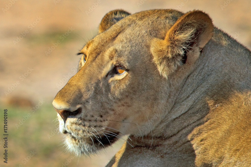 Side profile of a full frame lioness face Side profile of a full frame lioness face