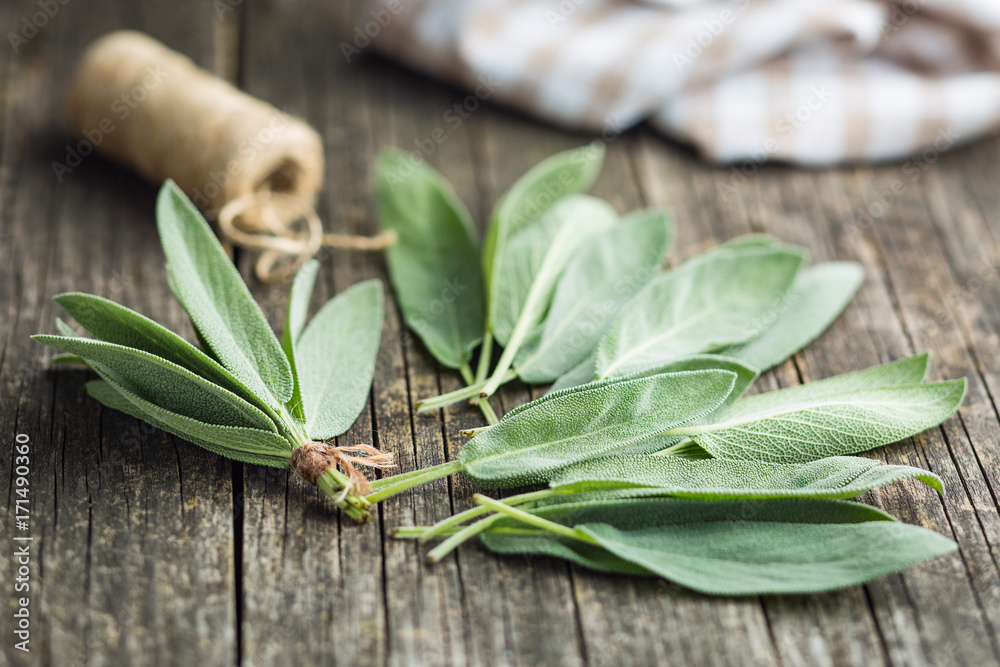 Salvia officinalis. Sage leaves. Salvia officinalis. Sage leaves.