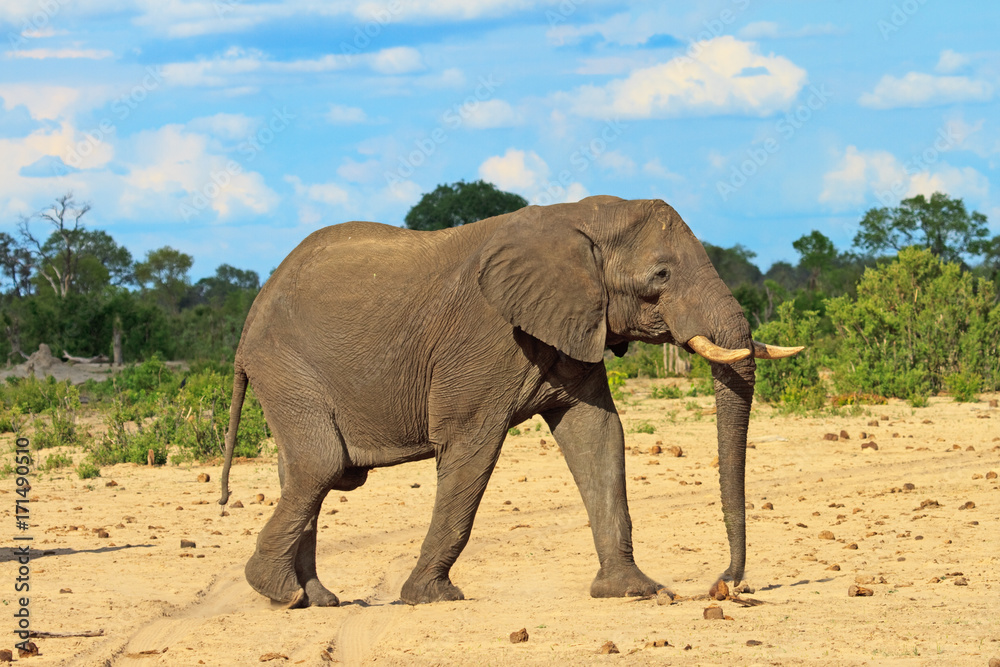 African elephant with a vivid blue cloudy sky in Hwange