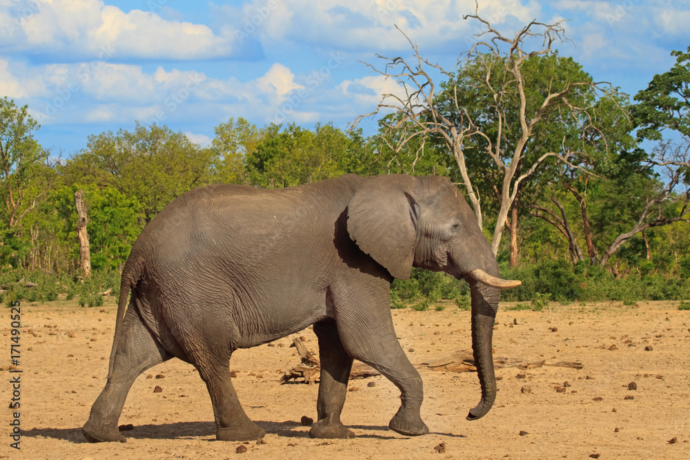 Fototapeta premium African elephant walking through the bush with a blue cloudy sky
