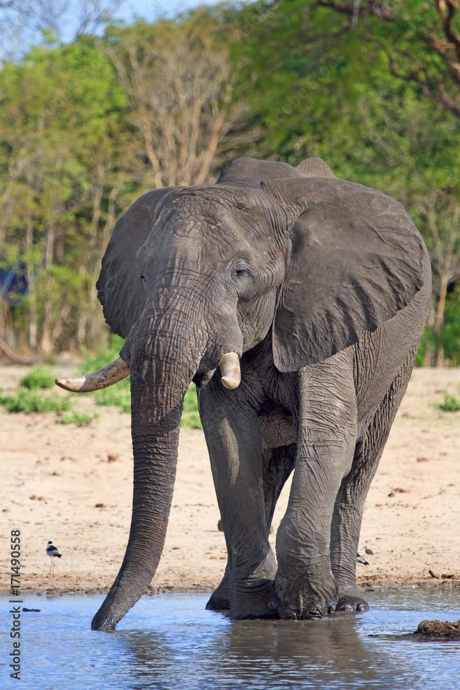 Fototapeta premium portrait of a solitary elephant drinking from camp waterhole in Makololo, Zimbabwe