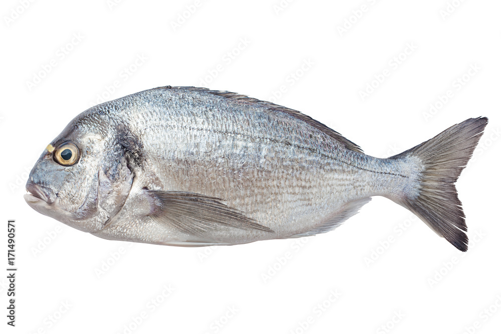 dorado fish, clipping path, isolated on white background dorado fish, clipping path, isolated on white background
